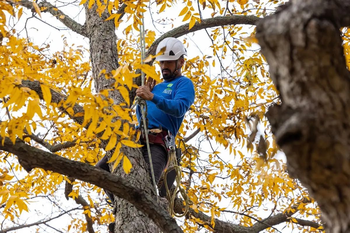 Skilled Tree Trimming crew working in Schofield Barracks